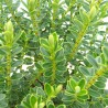Arbust Hebe vernicosa