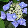 Hortensia Blaumeise
