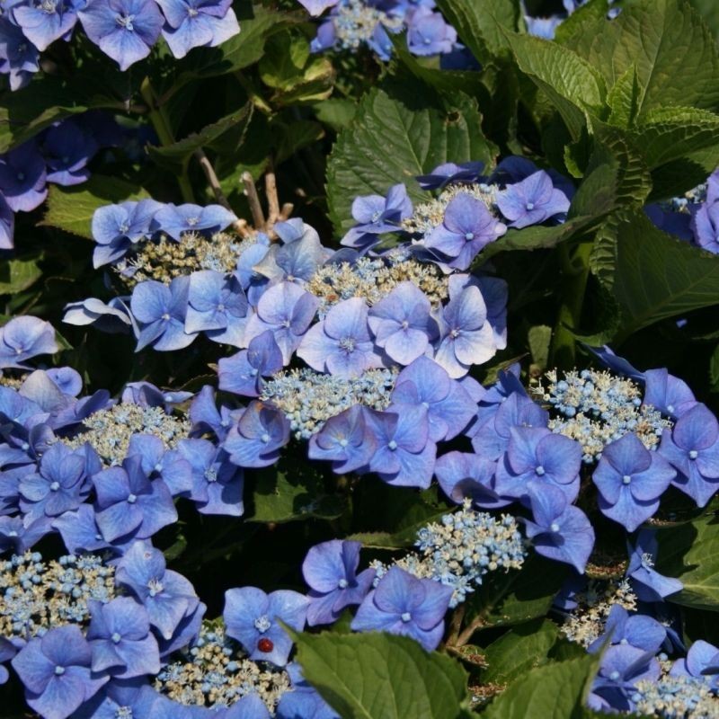 Hortensia Blaumeise