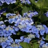 Hortensia Blaumeise