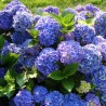 Hortensia Bodensee