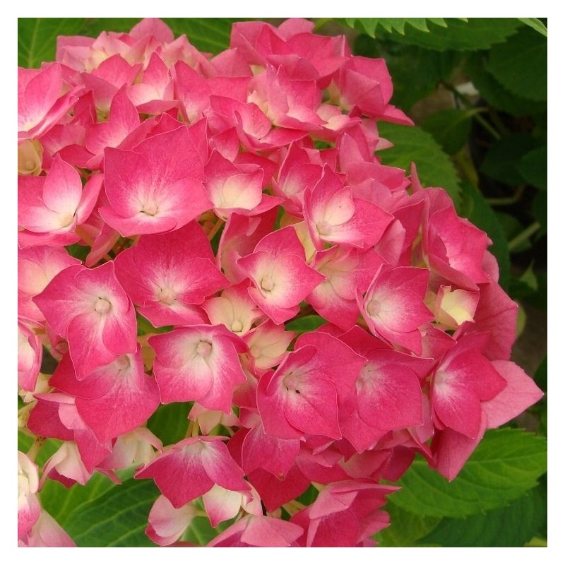 Hortensia Leuchtfeuer