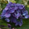 Hortensia Renate