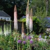 Eremurus robustus