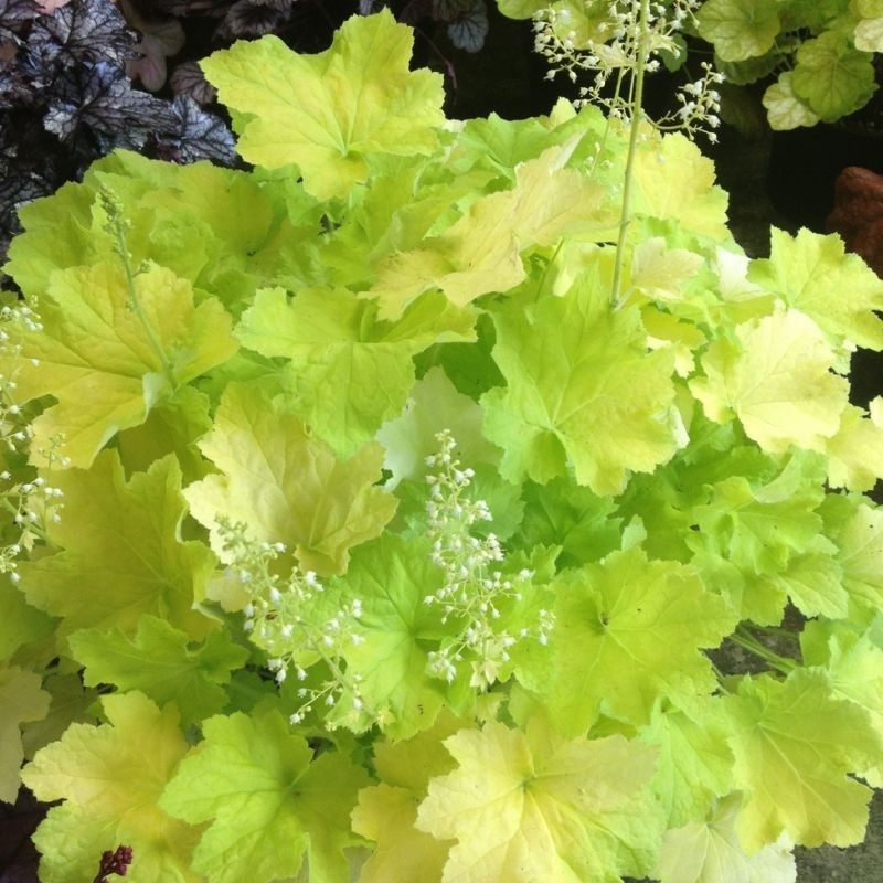 Heuchera Citronelle