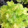 Heuchera Citronelle