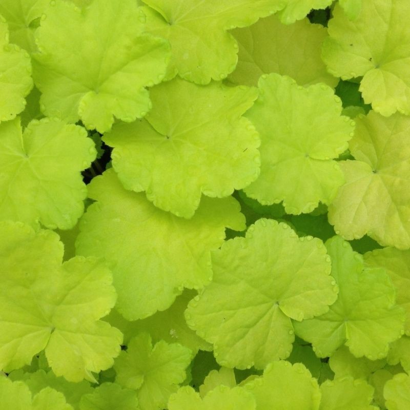 Heuchera Citronelle