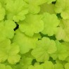 Heuchera Citronelle