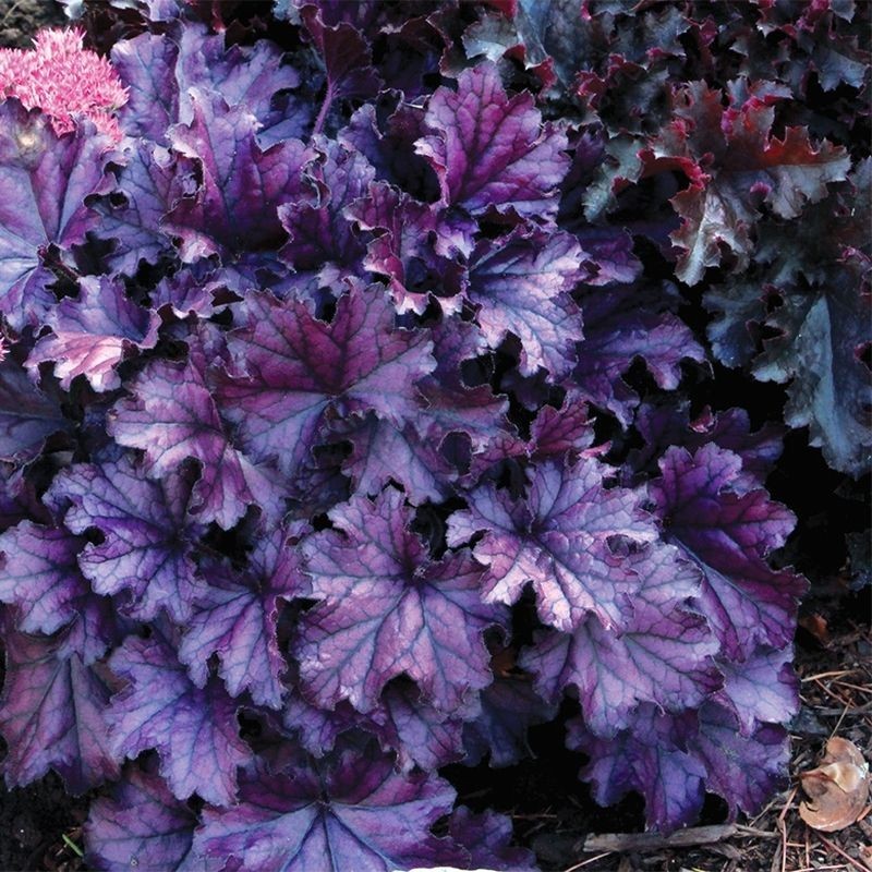Heuchera Forever Purple
