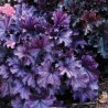 Heuchera Forever Purple