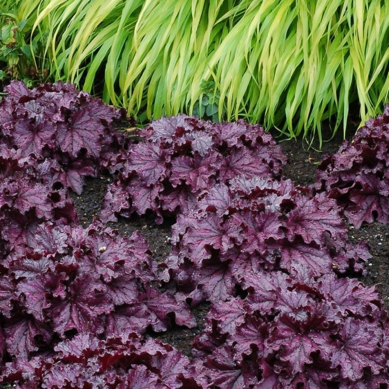 Heuchera Forever Purple