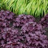 Heuchera Forever Purple