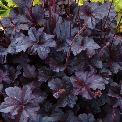Heuchera Obsidian