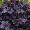 Heuchera Obsidian