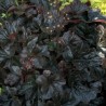 Heuchera Obsidian