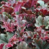 Heuchera Purple Petticoats