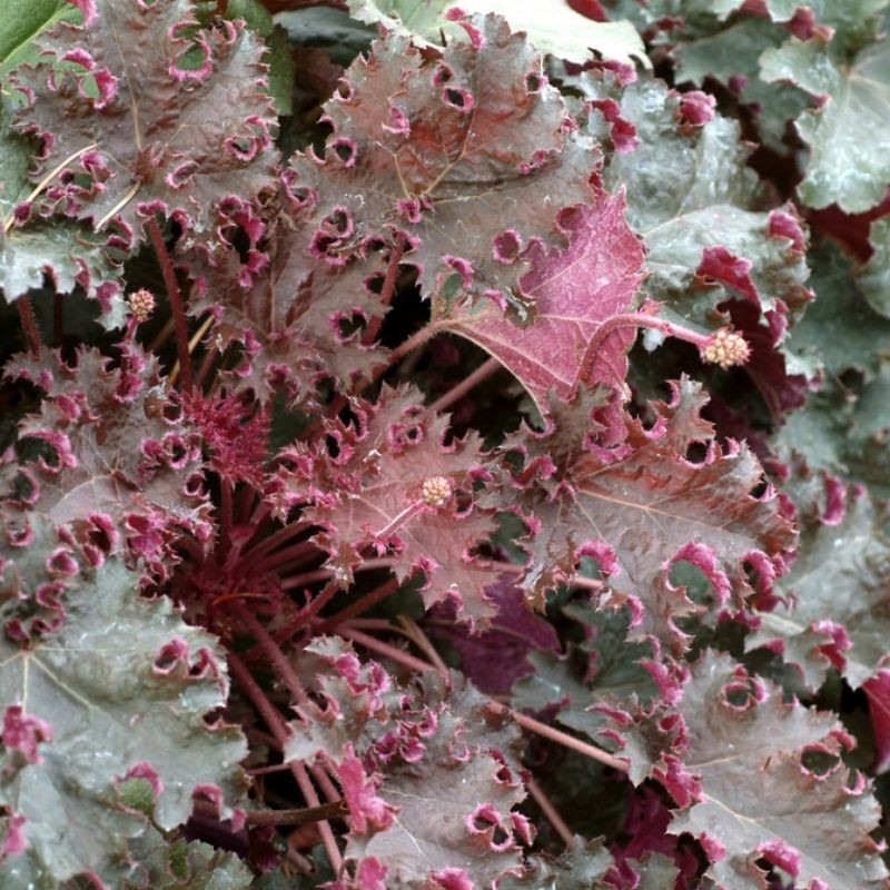 Heuchera Purple Petticoats