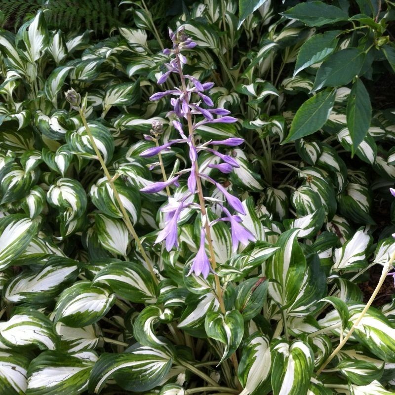 Crin de toamna Hosta undulata Univittata