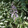 Crin de toamna Hosta undulata Univittata