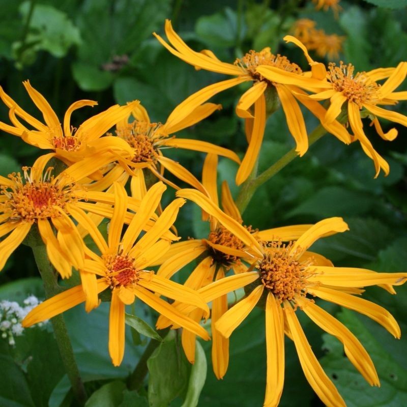 Ligularia Desdemona