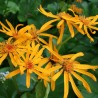 Ligularia Desdemona