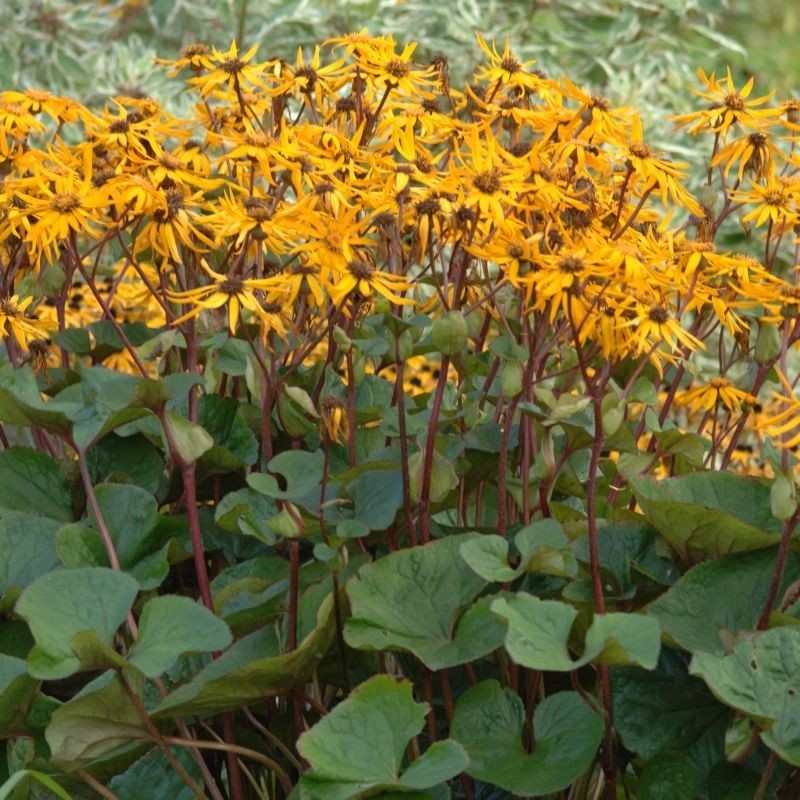 Ligularia Desdemona