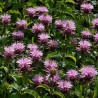 Monarda Beauty of Cobham