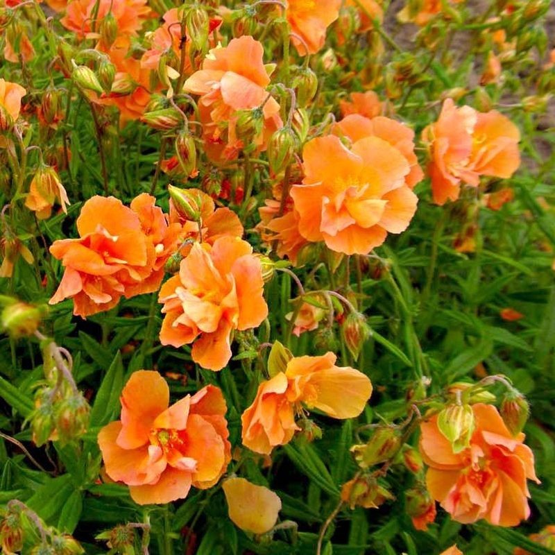 Helianthemum Orange Double