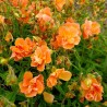 Helianthemum Orange Double