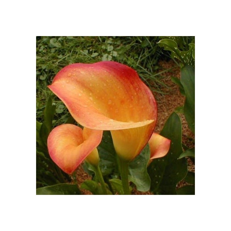Cala Apricot Glow