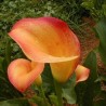 Cala Apricot Glow