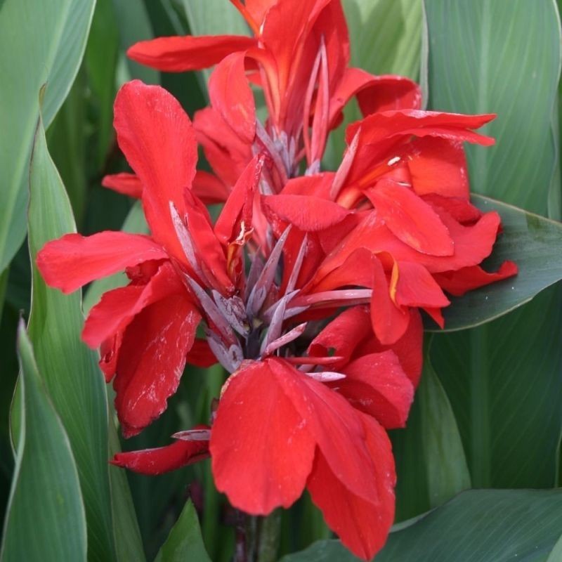 Canna Giant Red
