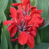 Canna Giant Red