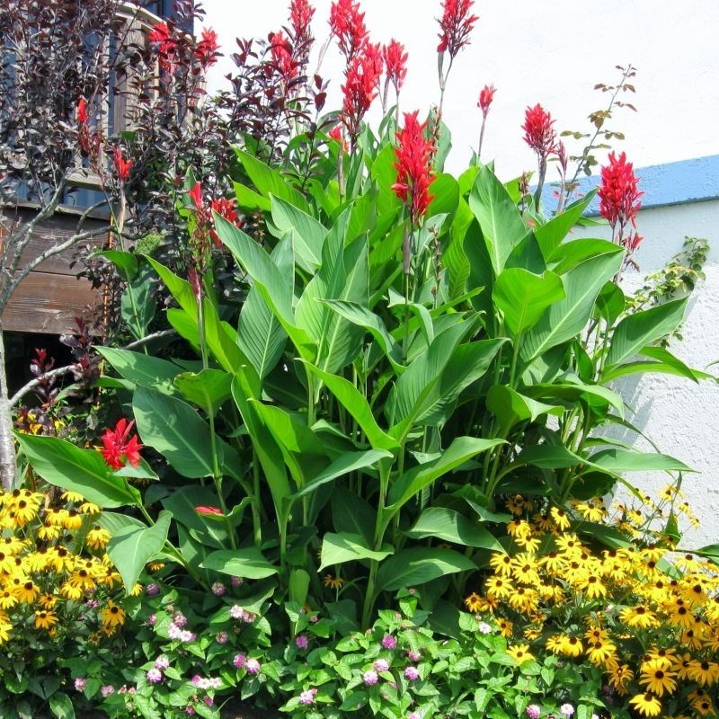 Canna Giant Red
