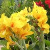 Canna Golden Girl