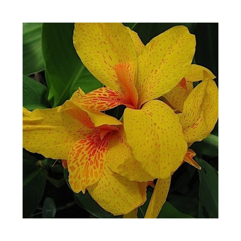 Canna Golden Girl