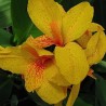Canna Golden Girl