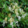 Caprifoi Halliana