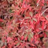 Vita de Canada Parthenocissus henryana Vita de Canada Parthenocissus henryana