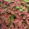 Vita de Canada Parthenocissus henryana Vita de Canada Parthenocissus henryana