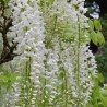 Glicina Wisteria floribunda Alba