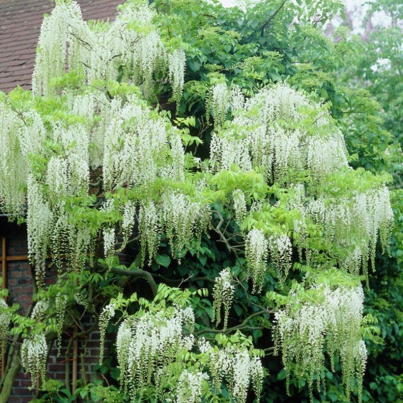Glicina Wisteria floribunda Alba