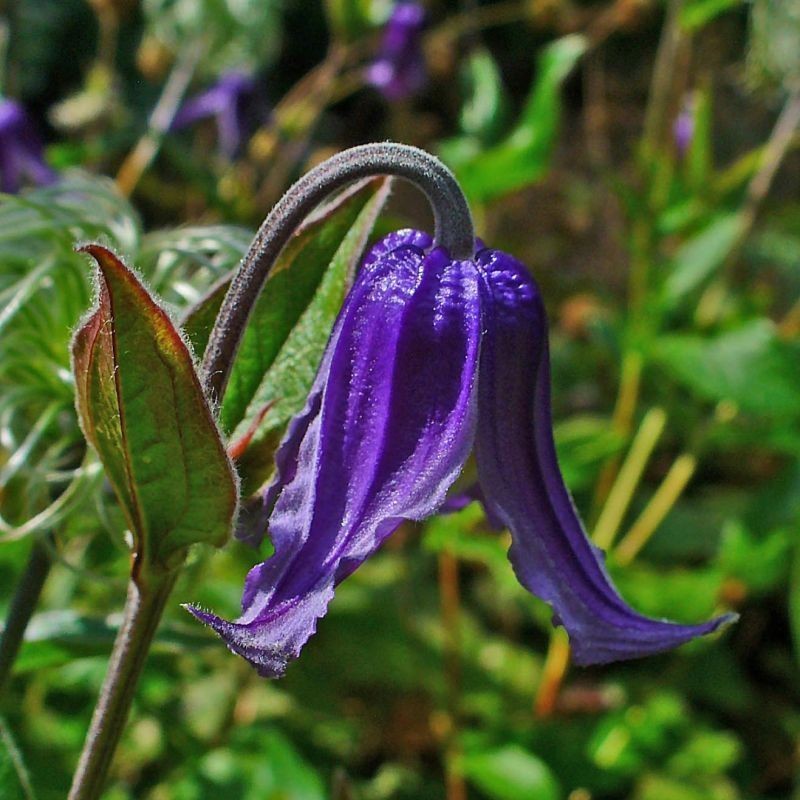 Clematita integrifolia