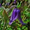 Clematita integrifolia