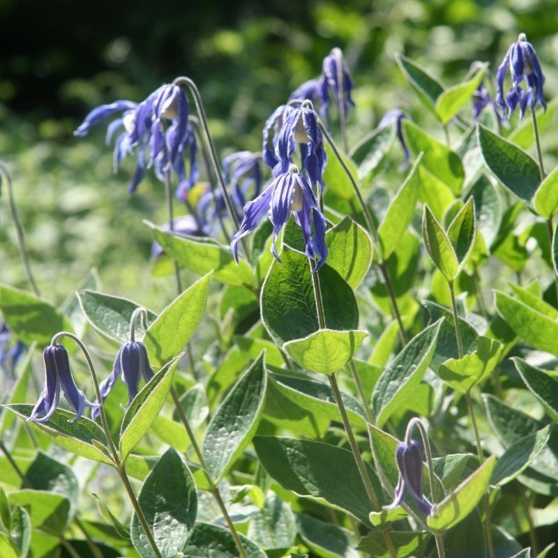 Clematita integrifolia