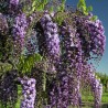 Glicina Wisteria floribunda