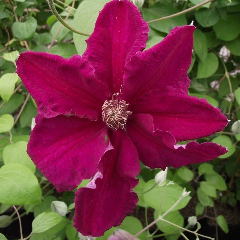 Clematita Ernest Markham