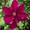Clematita Ernest Markham