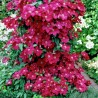 Clematita Ernest Markham
