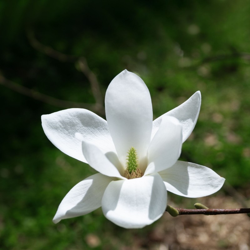 Magnolia Kobus